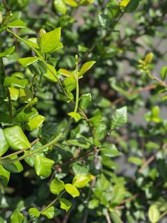 Confederate / Star Jasmine