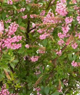 Cliftonia Monophylla Chipolo Pink Titi