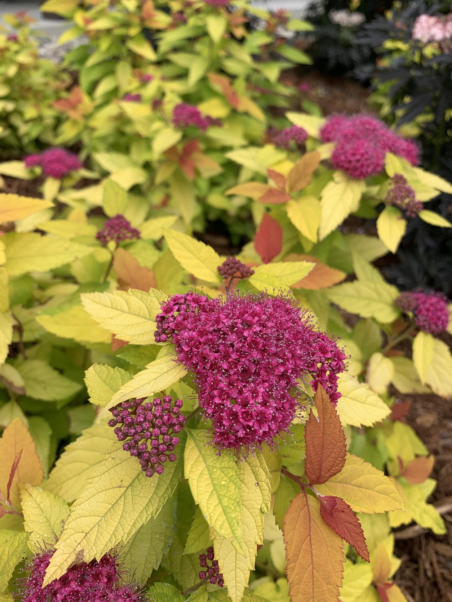 Spirea Double Play - Candy Corn