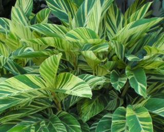 Shell Ginger Variegated