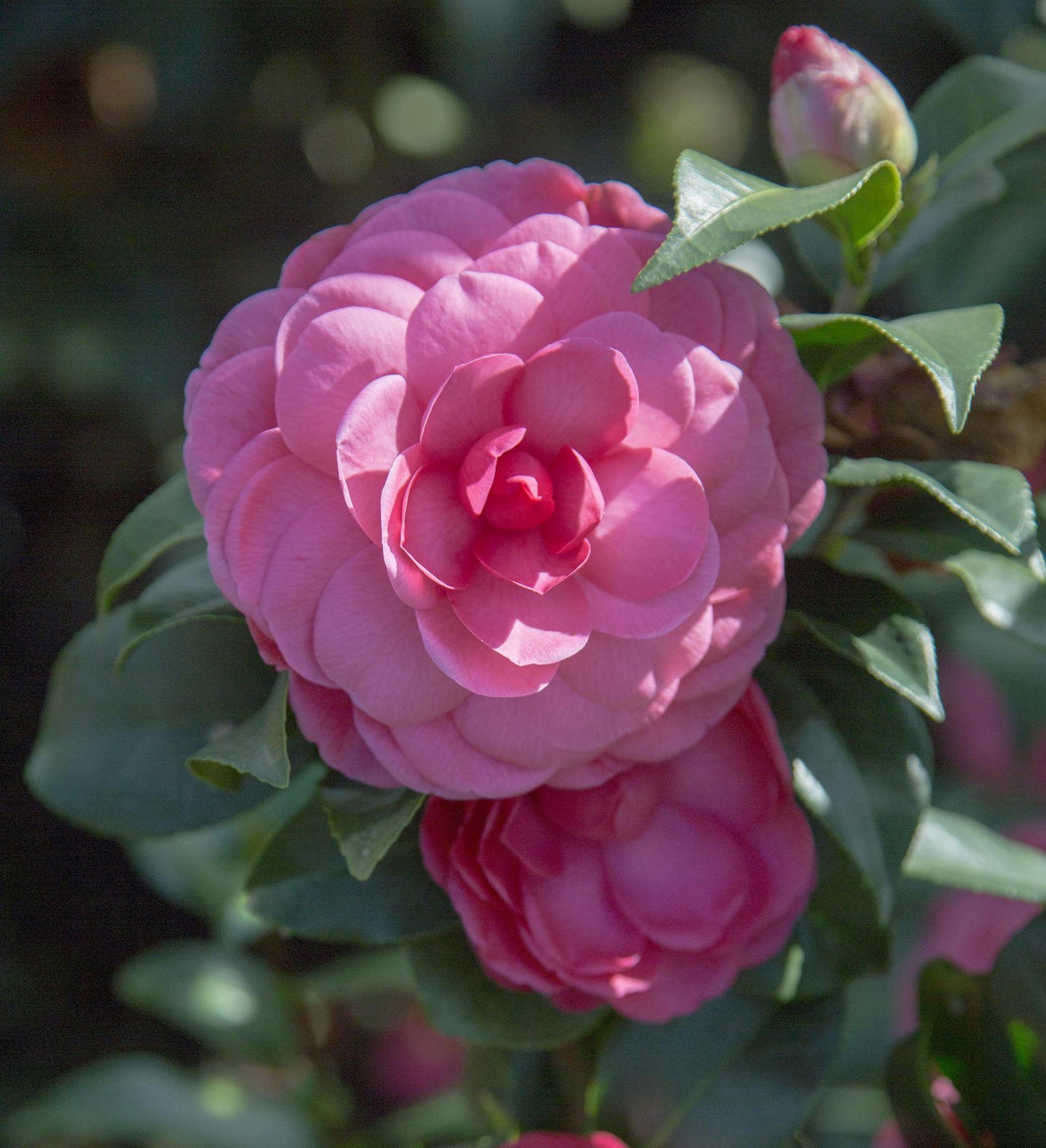 Southern Living Early Wonder ® Camellia