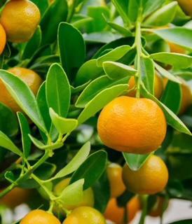 Calamondin Orange Tree