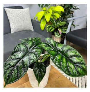 Leafjoy™ Alocasia