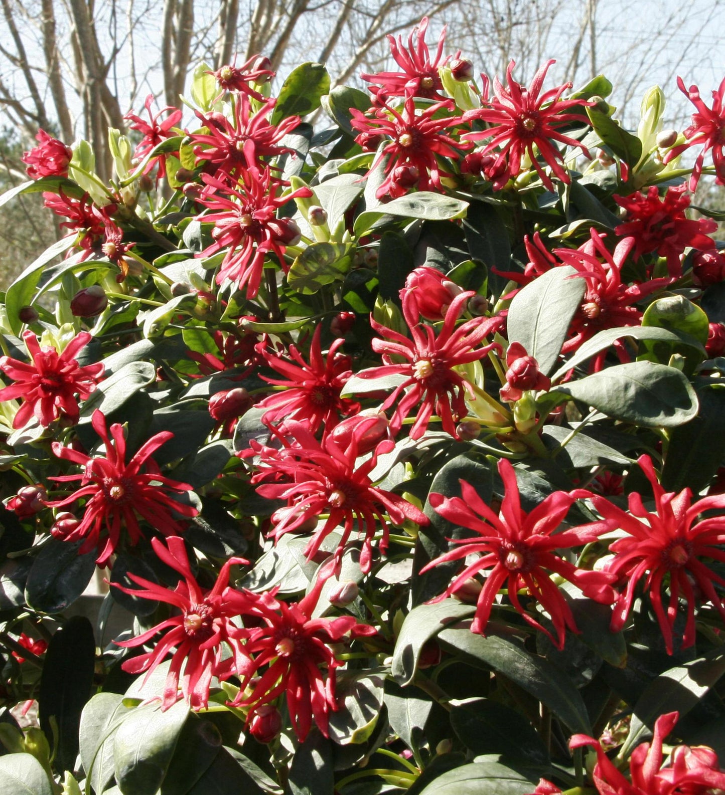 Southern Living Miss Scarlet ® Illicium