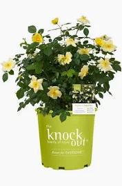 Rose Easy Bee-zy™ Knock Out®