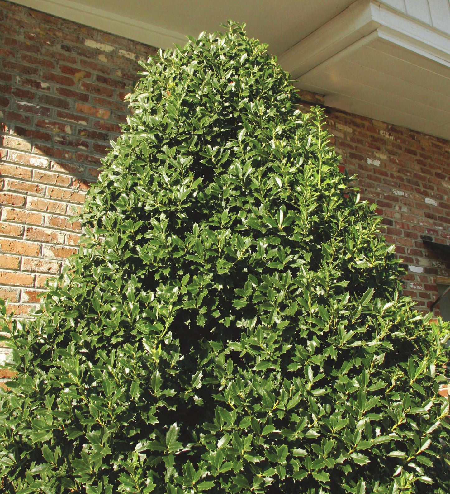 Southern Living Oakland® Holly