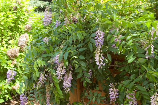 First Editions ® Wisteria Summer Cascade ™