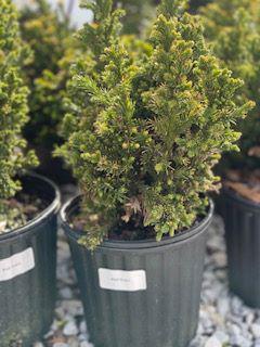 Cryptomeria Black Dragon