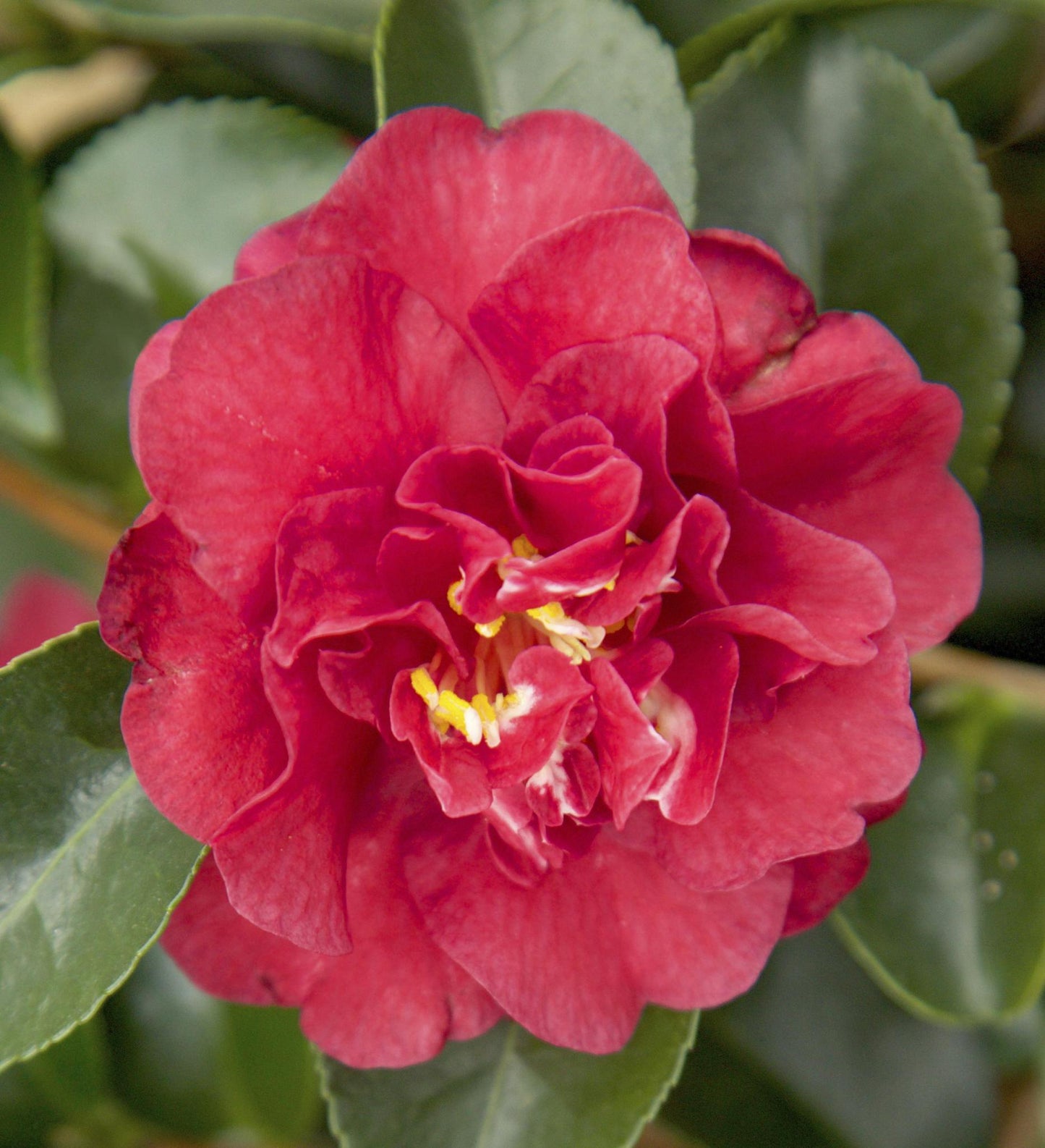 Southern Living October Magic ® Ruby ™ Camellia