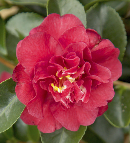 Southern Living October Magic ® Ruby ™ Camellia