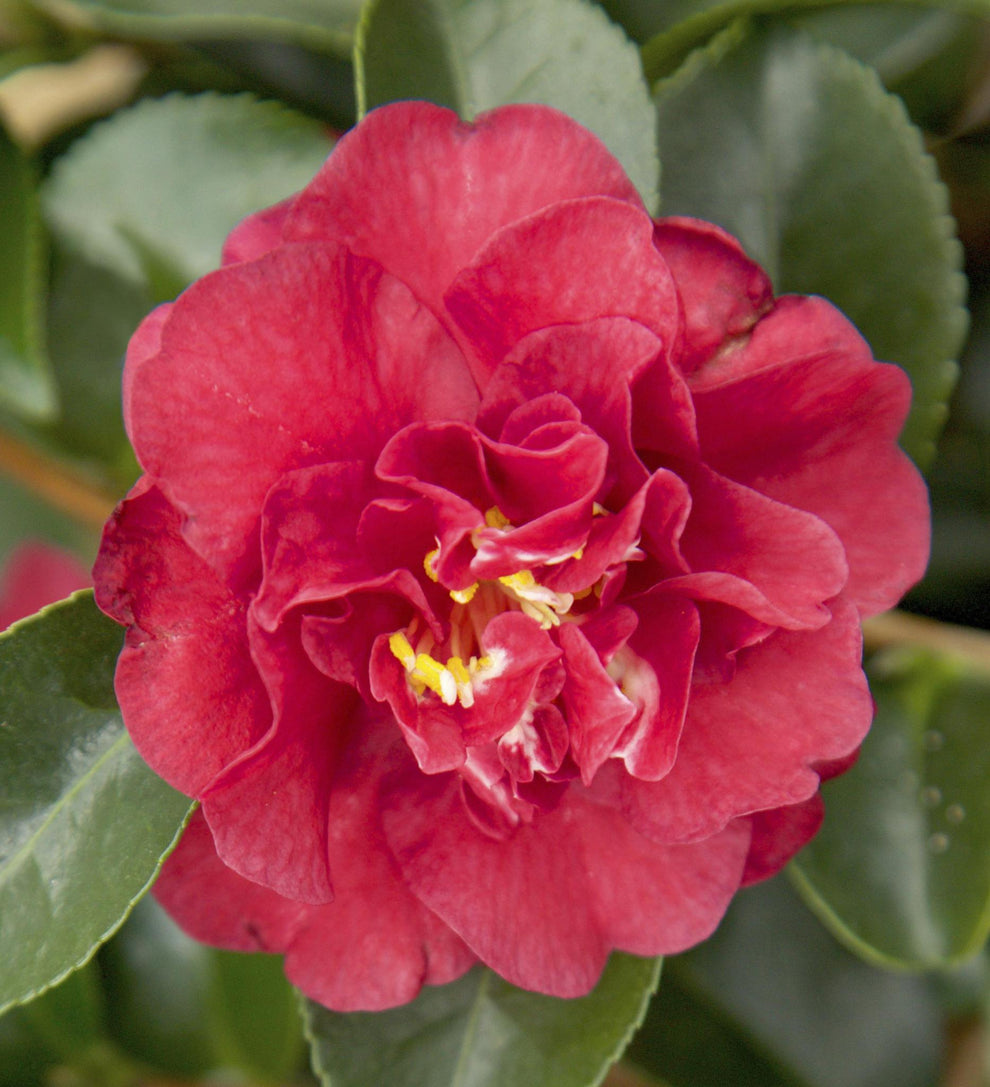 Southern Living October Magic ® Ruby ™ Camellia – A Bloom Garden Center