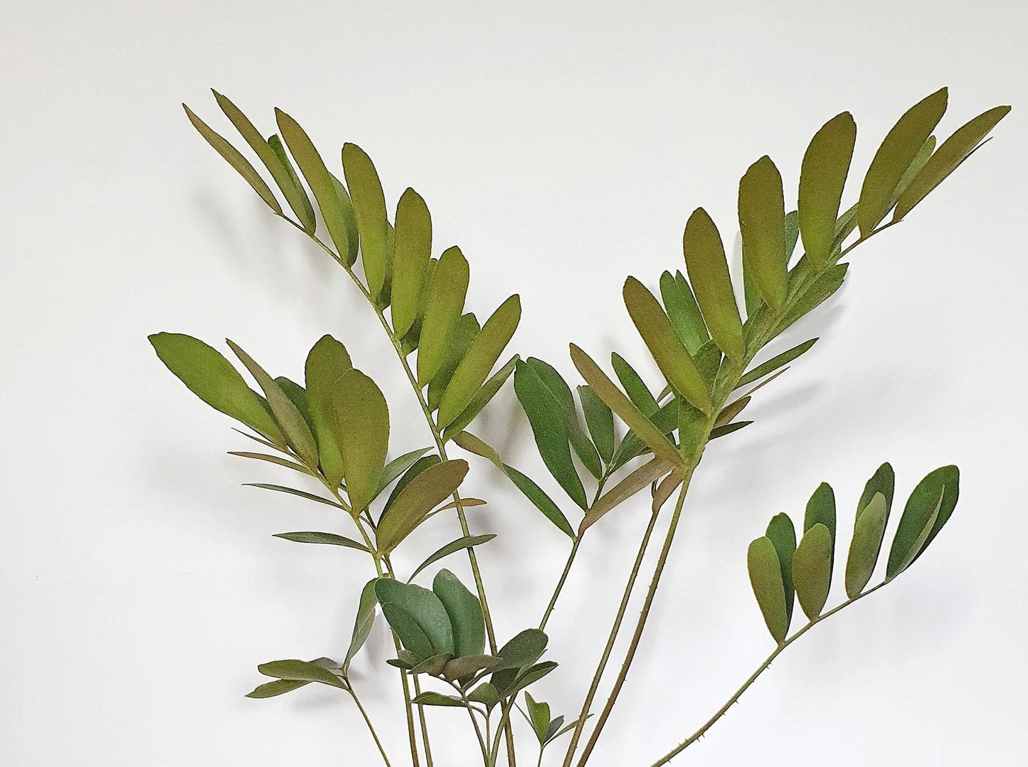 Zamia Cardboard Palm