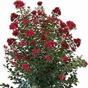 Crape Myrtle STD Tree 15 gal