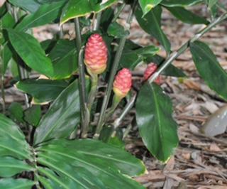 Shampoo Ginger Pine Cone