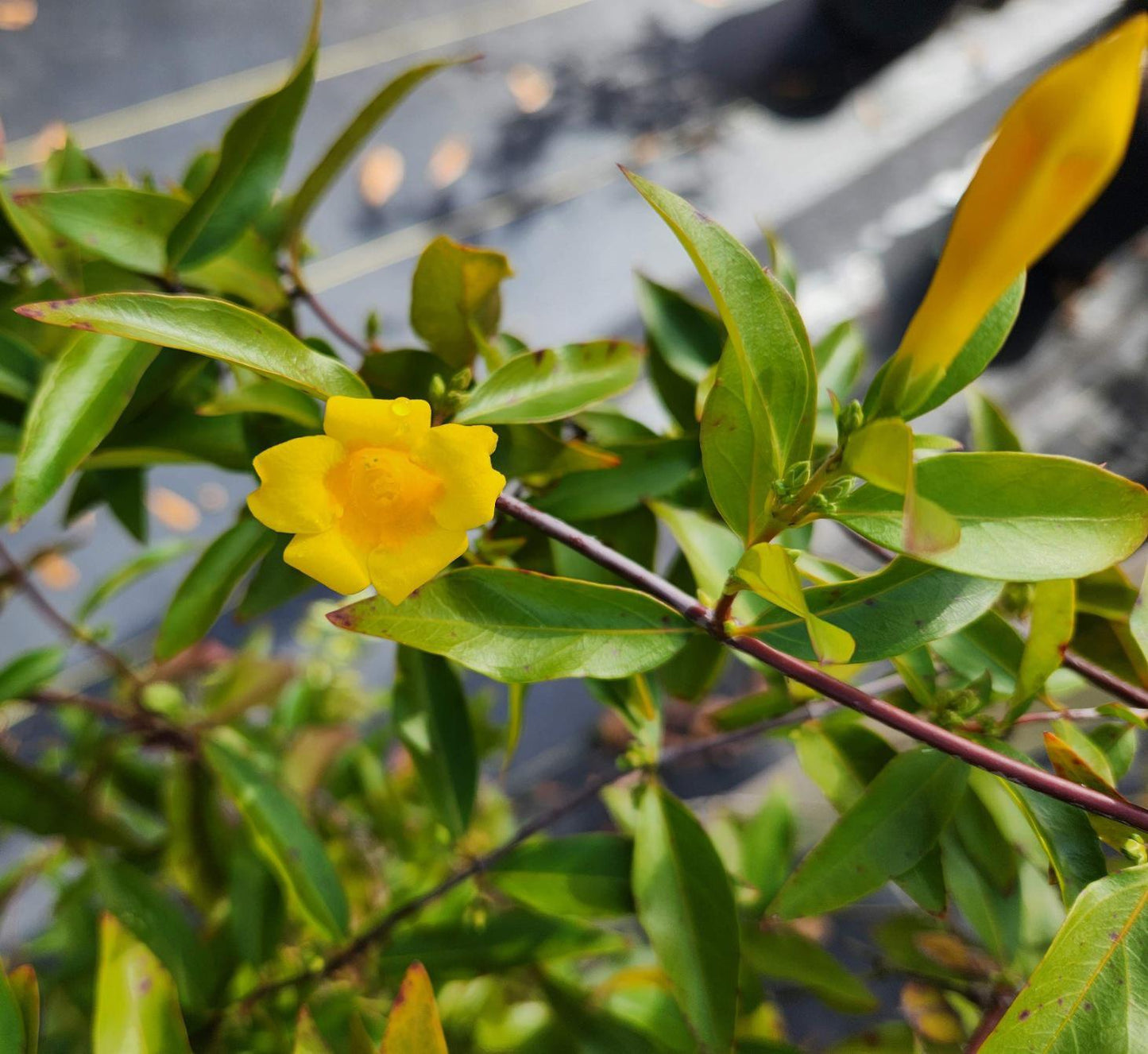 Carolina Jasmine