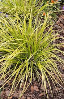 Carex Sedge Grass Everillo