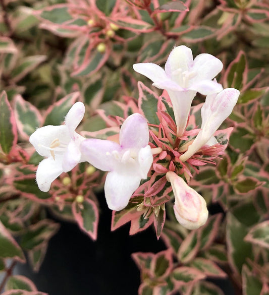 Southern Living Abelia Suntastic™