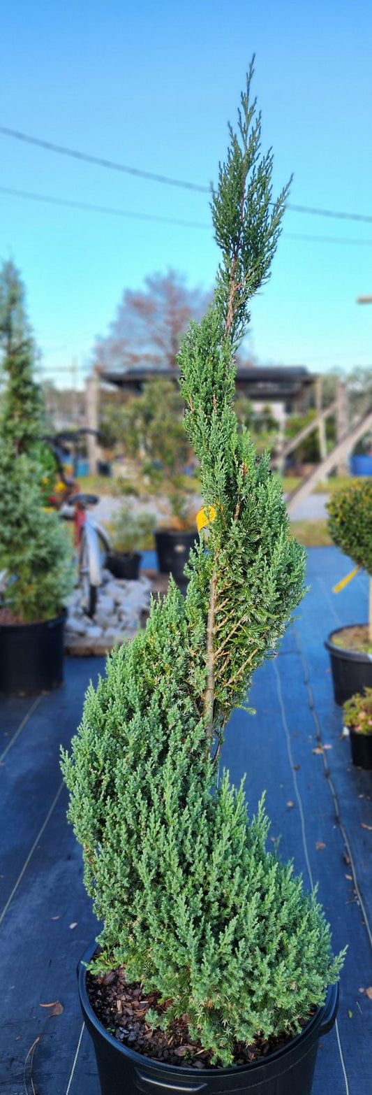 Blue Point Juniper (Spiral)