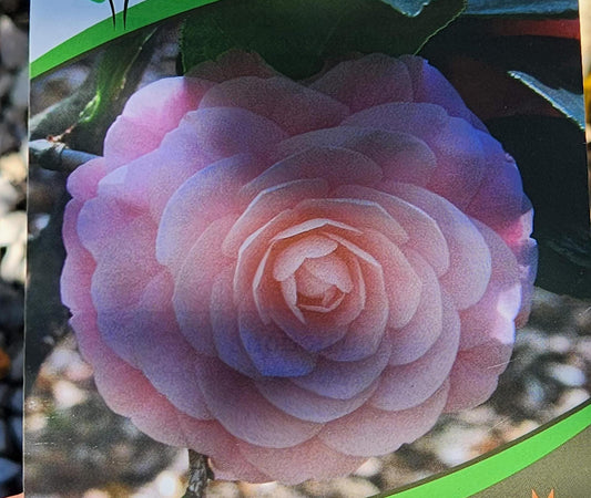 Camellia J. Pink Perfection