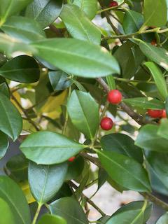 East Palatka Holly