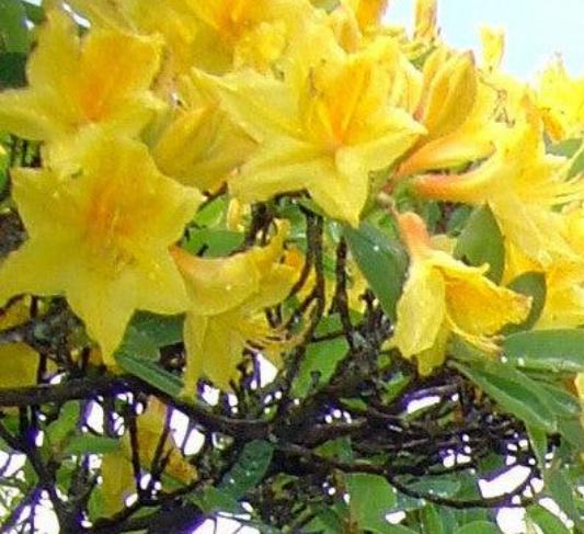 Native Azalea Rhododendron 3 gal