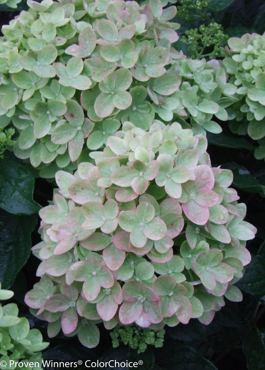 Proven Winners Little Lime ® Panicle Hydrangea