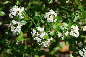 Viburnum Walter's Dwf