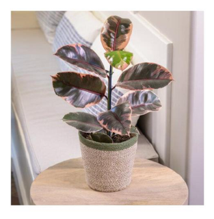 Leafjoy™ Ficus Elastica