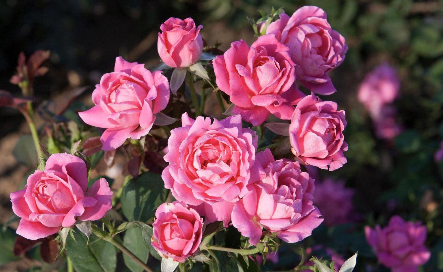 Knock - Out Rose DBL Pink radtkopink