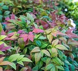 Southern Living Blush Pink™ Nandina