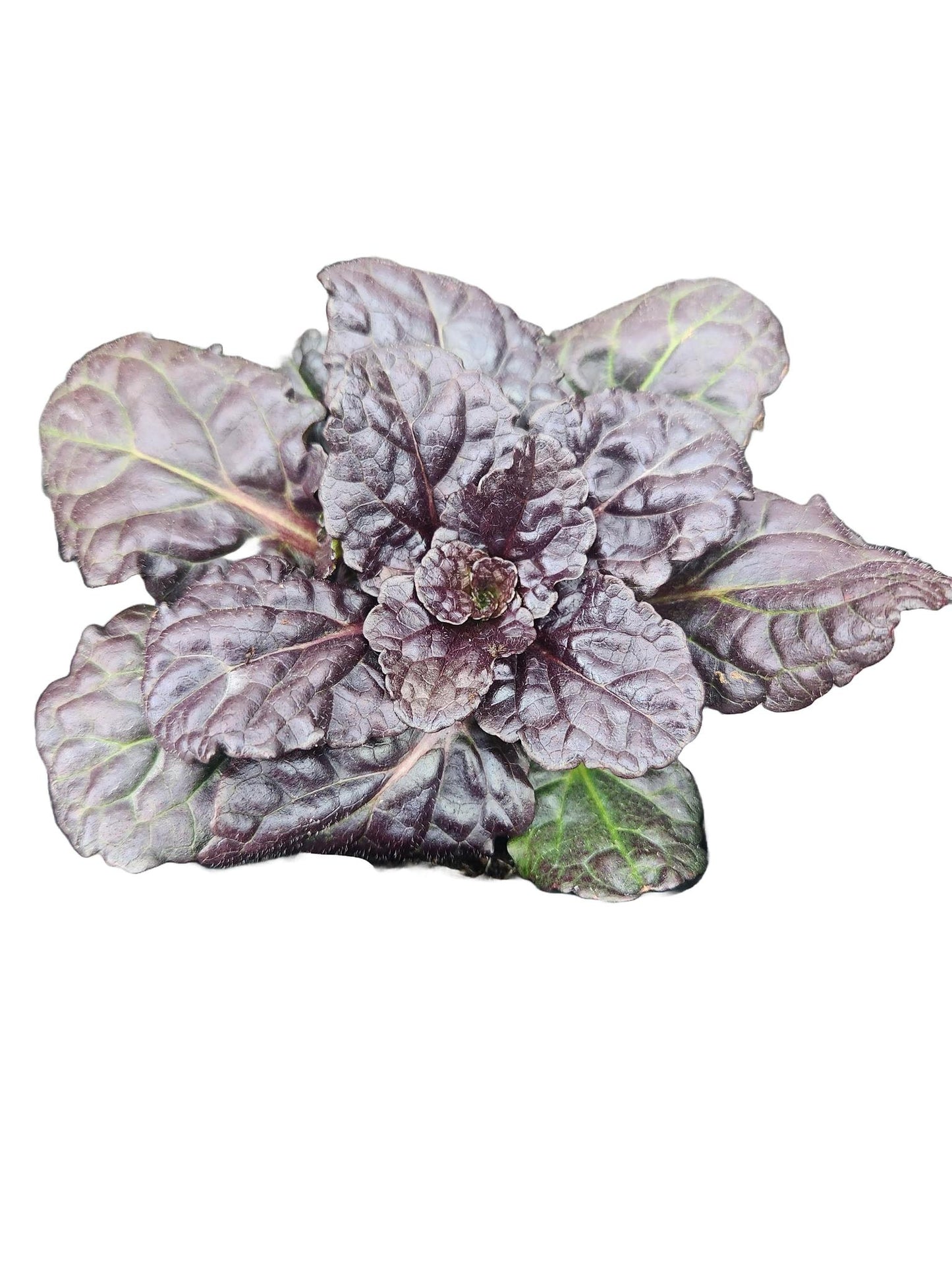 Ajuga Black Scallop