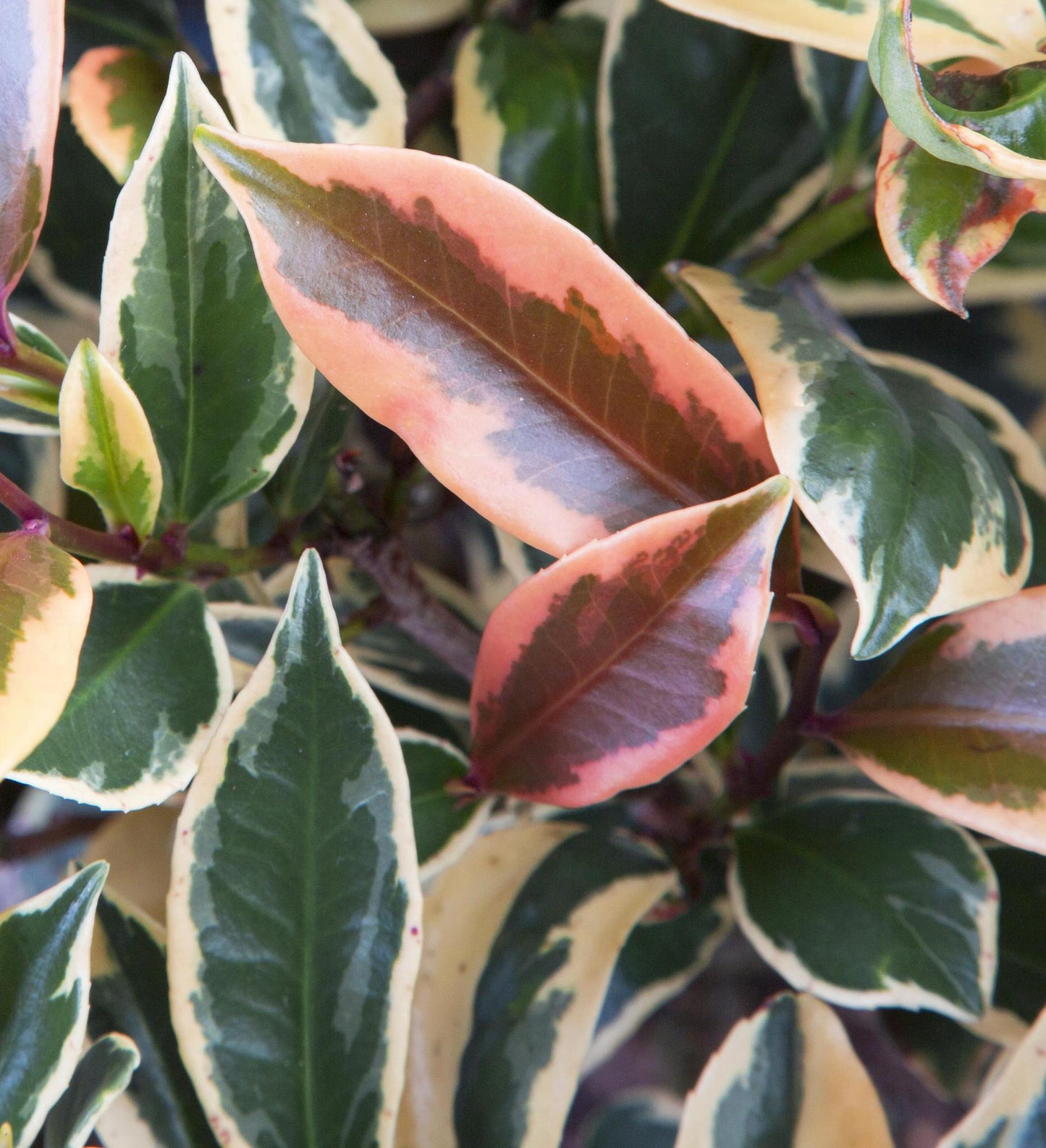 Southern Living Romeo ™ Cleyera Variegated