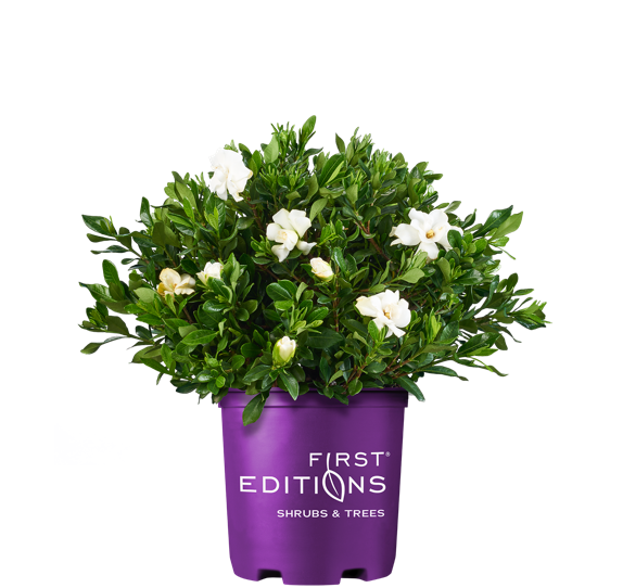 Gardenia Double Mint