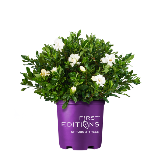 Gardenia Double Mint