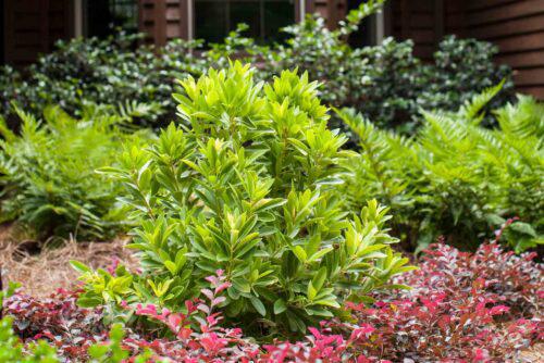 Illicium Bananappeal® Small Anise