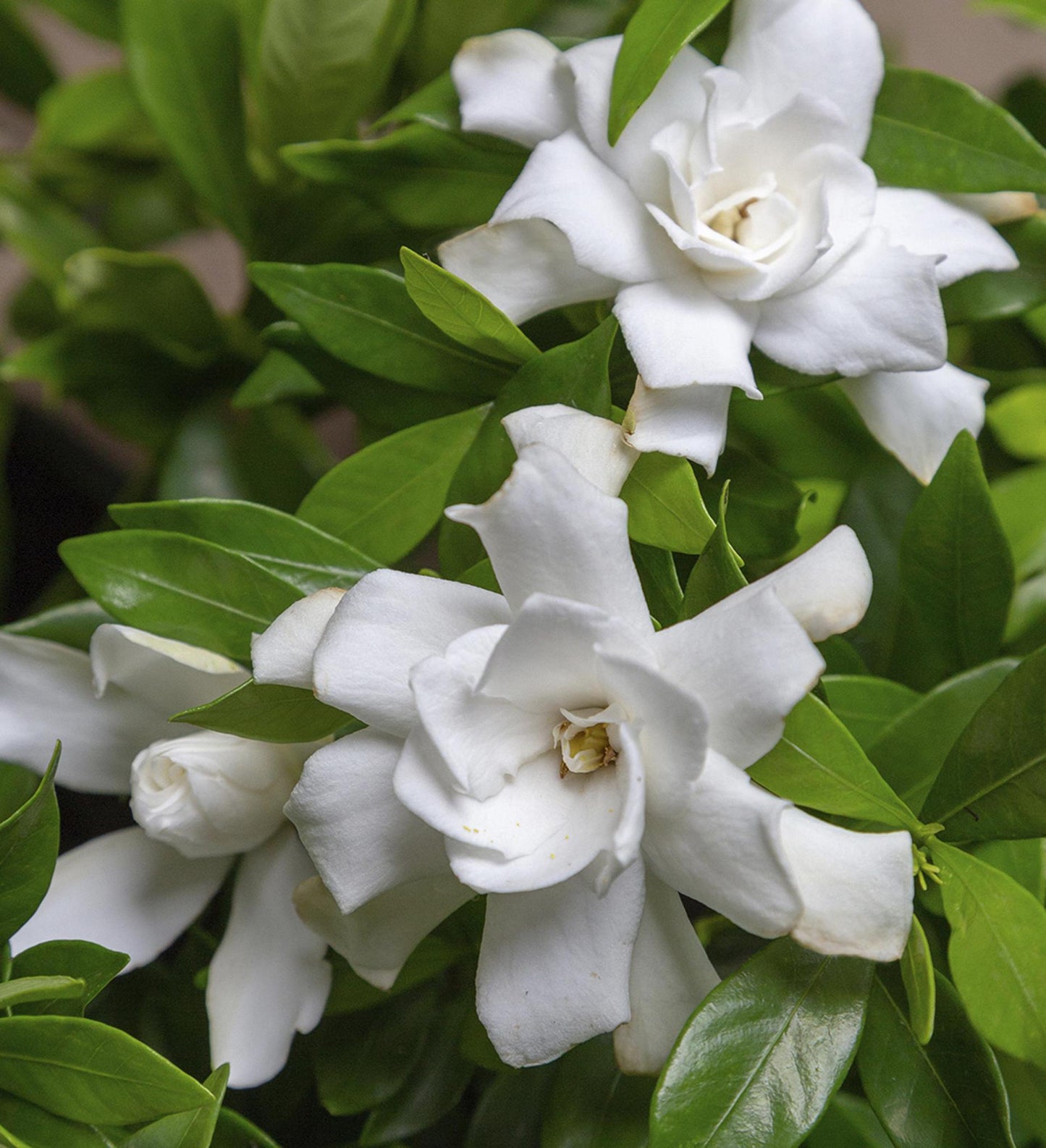 Southern Living Fool Proof ™  Gardenia