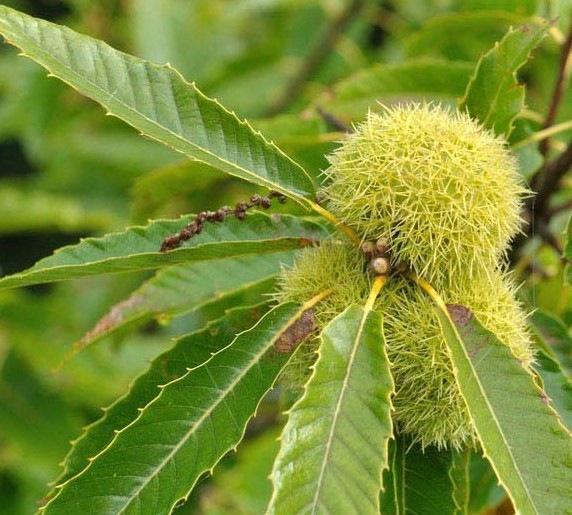 Chinese Chestnut Tree – A Bloom Garden Center