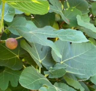 Fig Tree