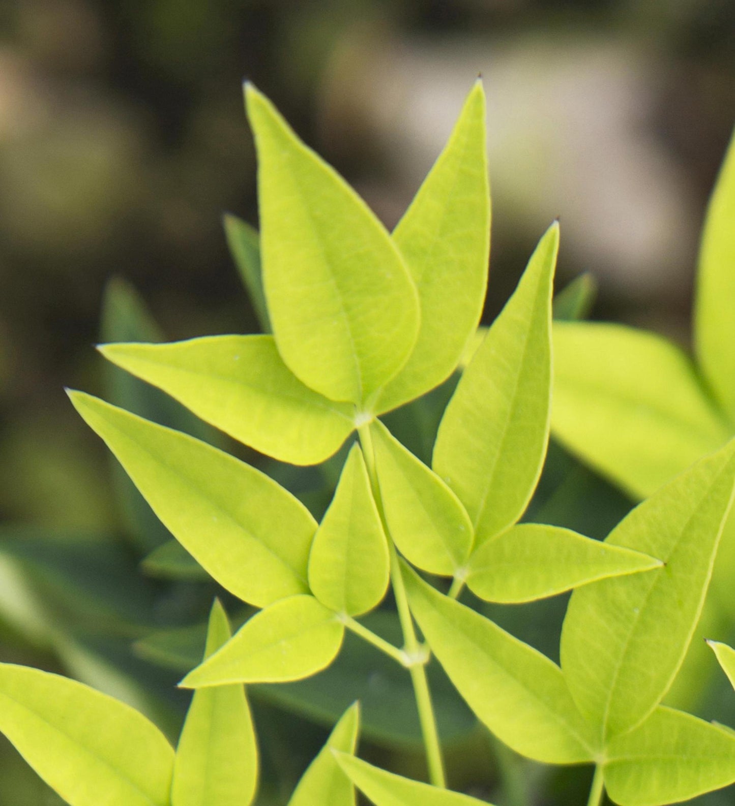 Southern Living Lemon-Lime Nandina