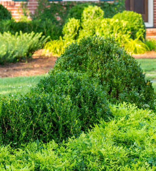 Southern Living Baby Gem ™ Boxwood