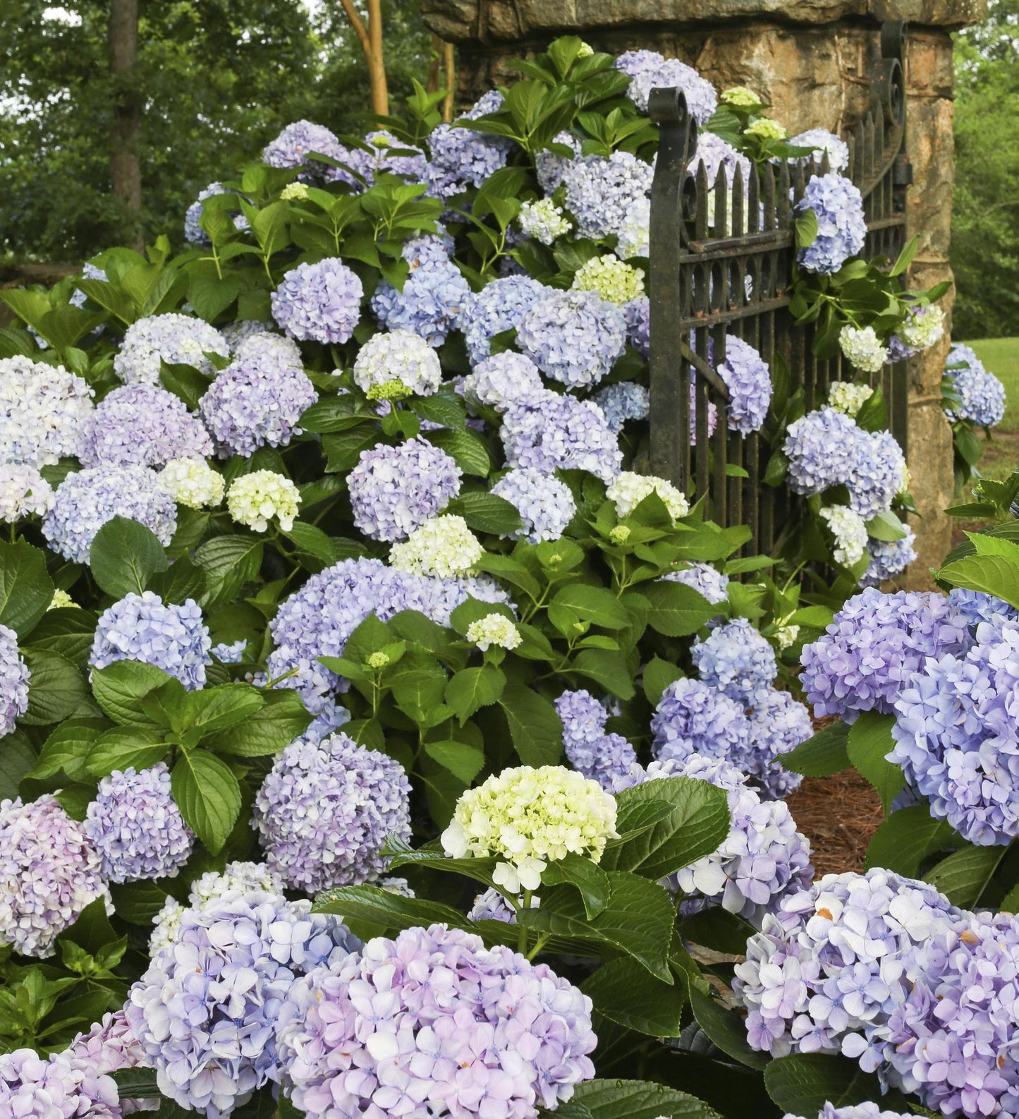 Southern Living Dear Dolores Hydrangea