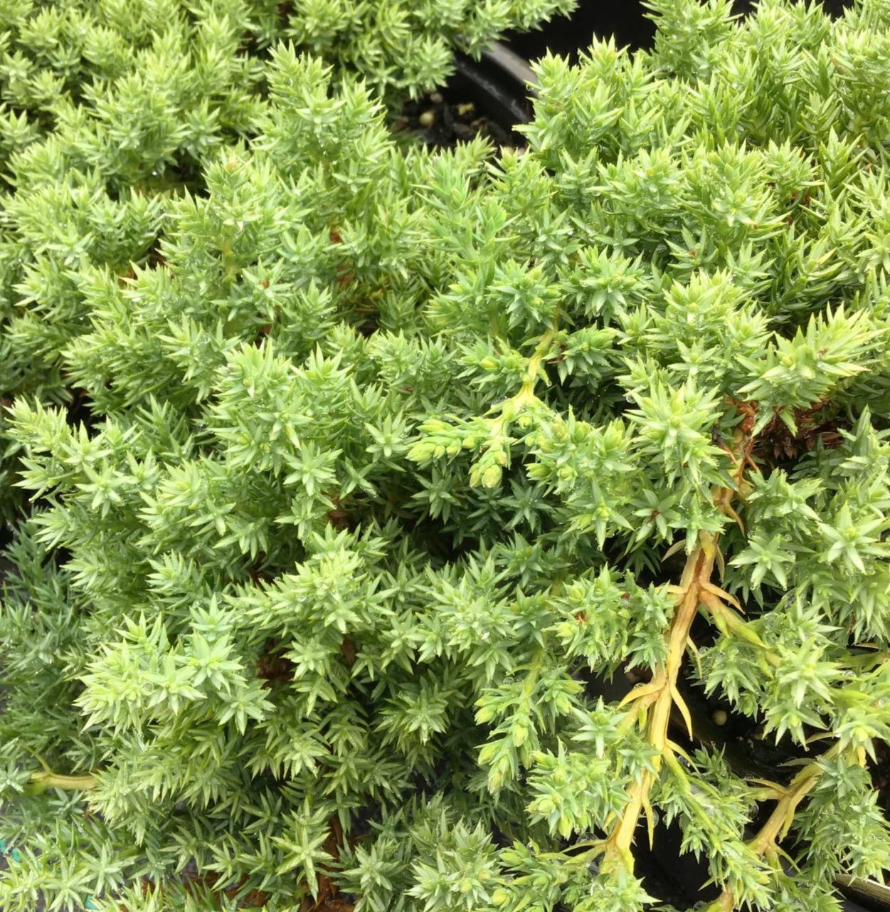 Procumbens juniper staked bonsai