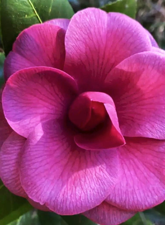 Camellia J. Purple Dawn