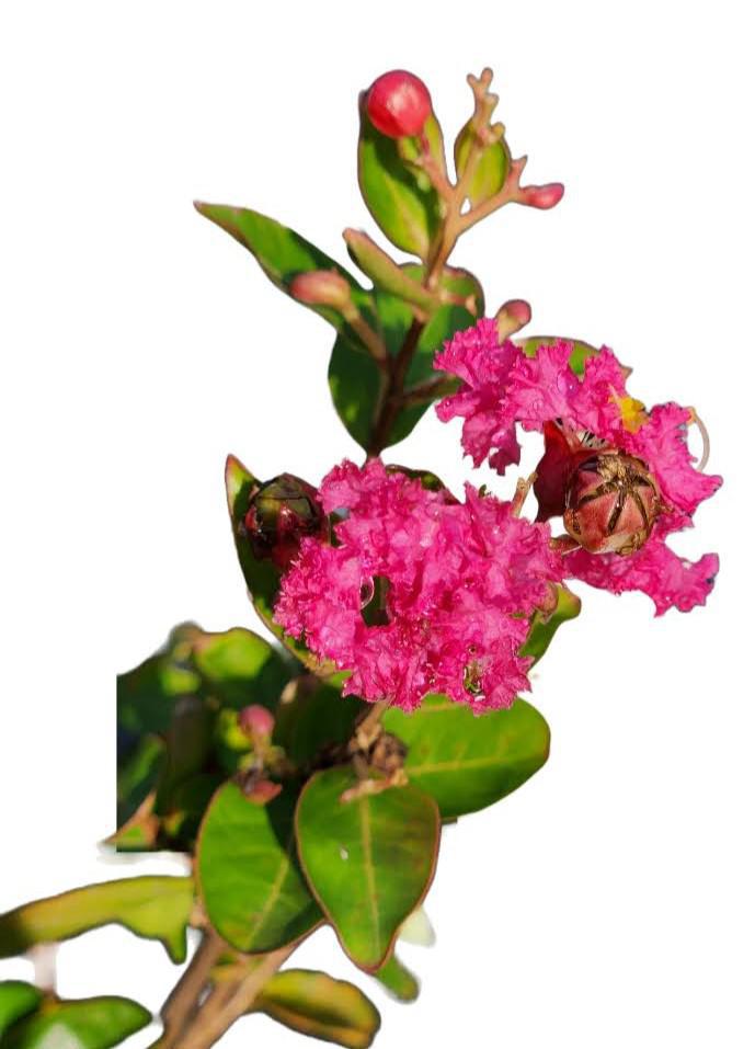 Enduring™ Fuchsia Crape Myrtle