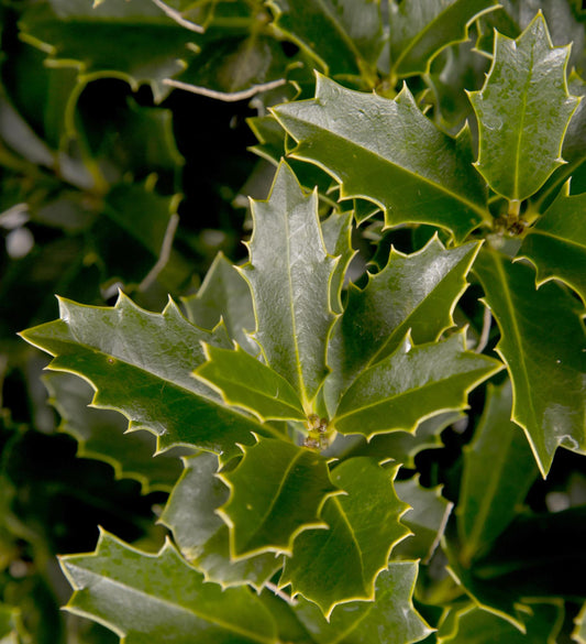 Southern Living Oakland® Holly