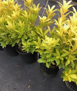 Southern Living Florida Sunshine illicium