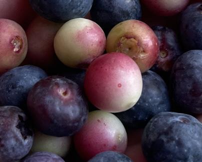 Blueberry Bush 1 gal