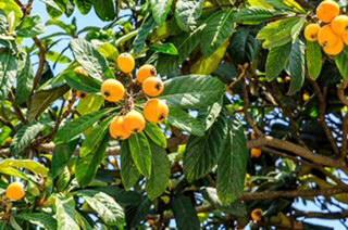 Loquat Tree