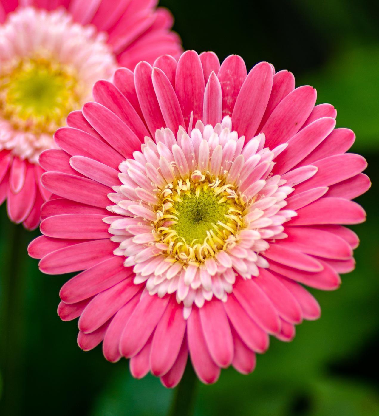 Southern Living Garden Jewels™ Gerbera Daisy