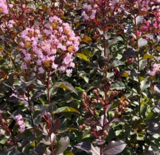 Crape Myrtle Rhapsody in Pink